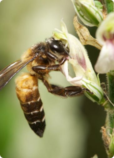 Indian Rock Bee